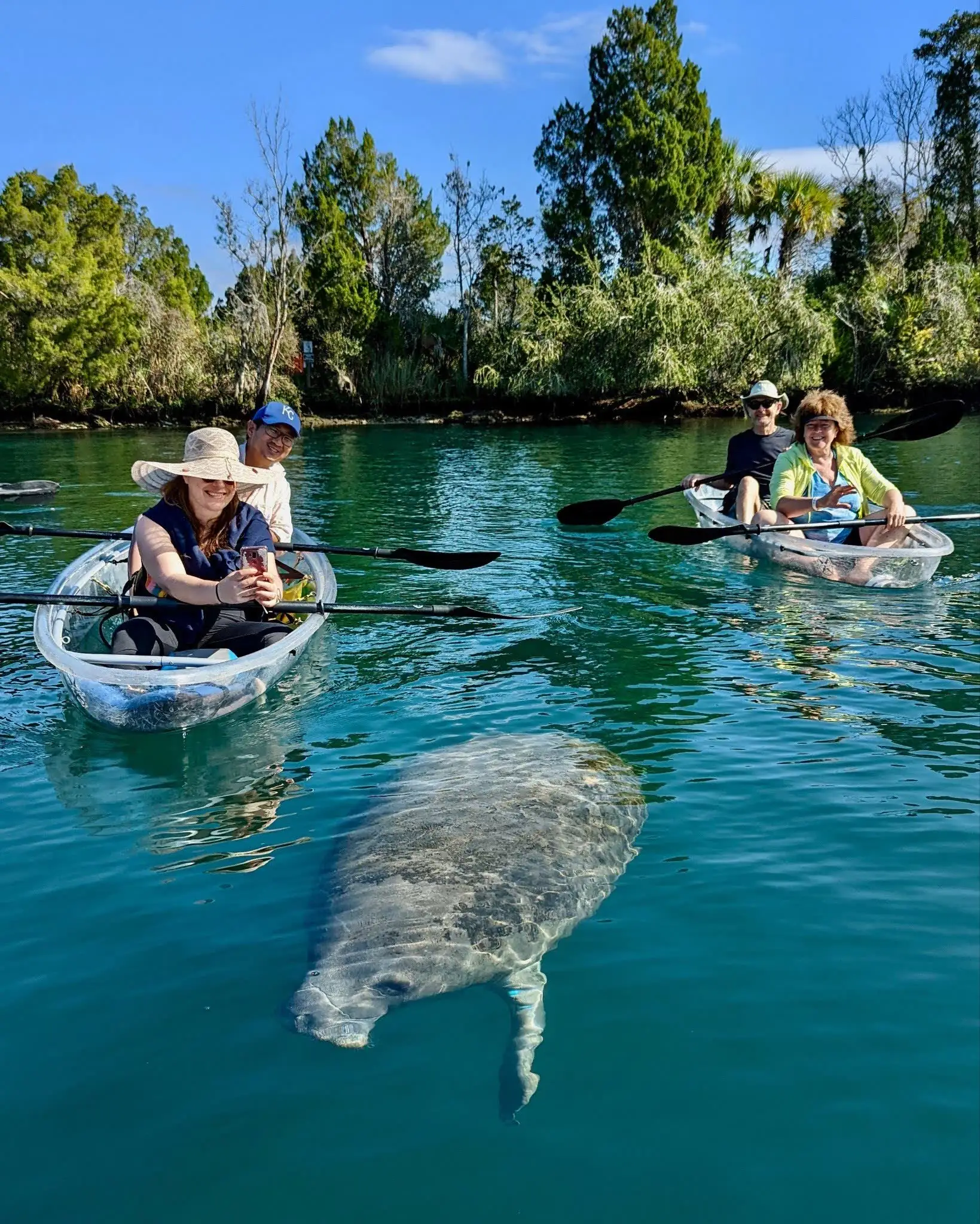 A manatee swims just below the surface as two clear kayaks of smiling paddlers watch from Kings Bay