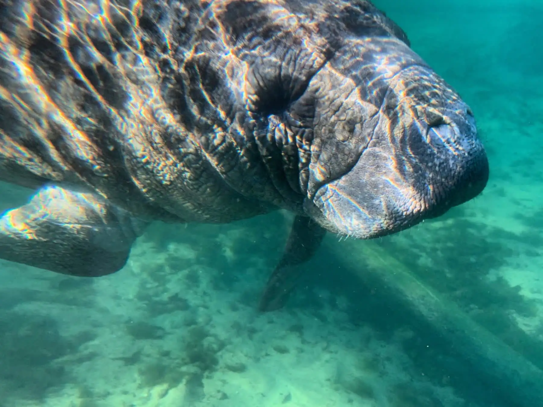 A manatee's whiskered face up close in clear green water