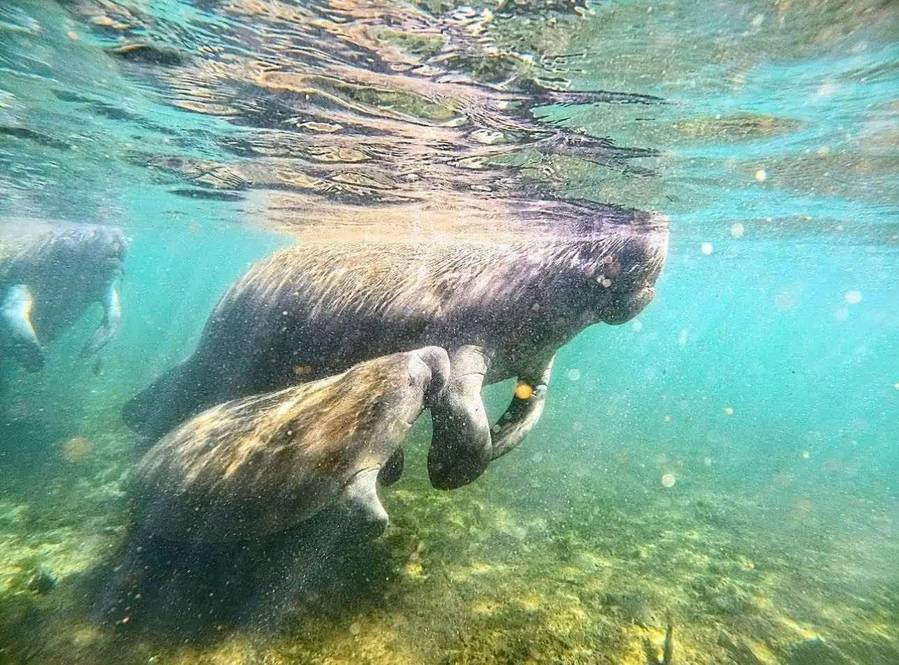 Two manatees grazing on the sandy bottom of a spring
