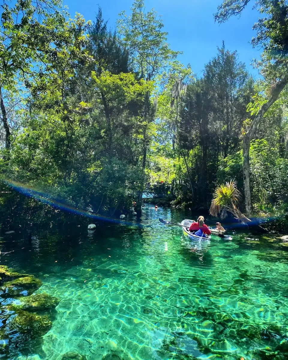 Kayakers on a narrow spring run under overhanging trees
