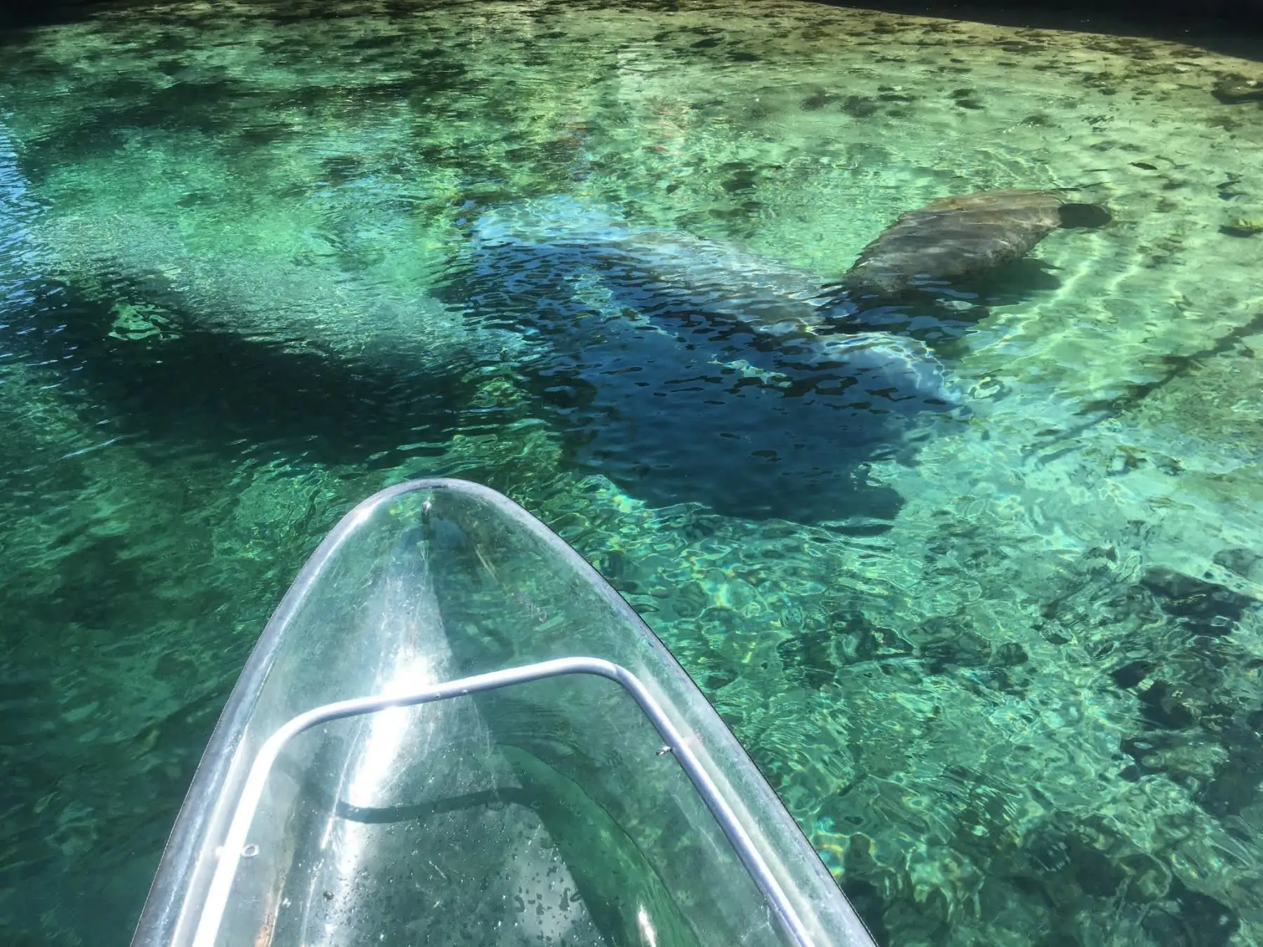 Looking over the bow of a clear kayak at a manatee resting in turquoise spring water